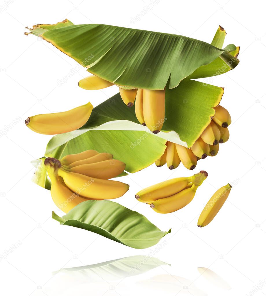 Fresh ripe baby bananas with leaves falling in the air isolated on white background. Food levitation concept. High resolution image