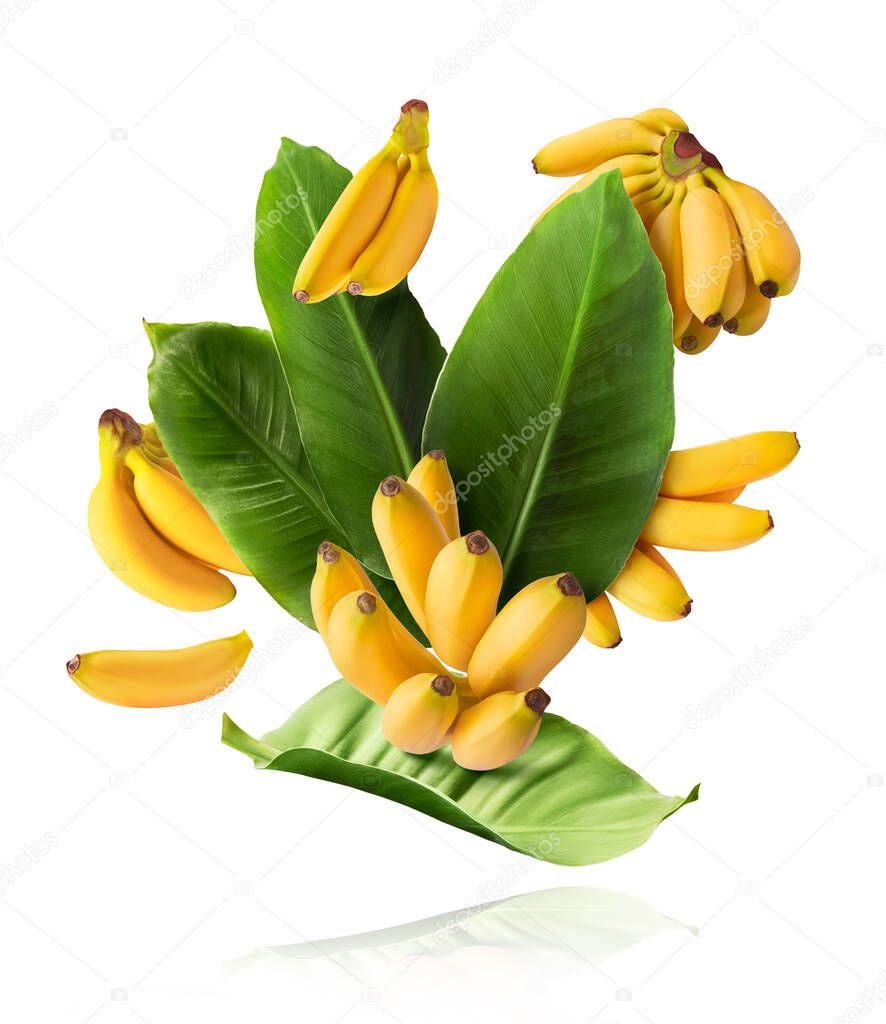 Fresh ripe baby bananas with leaves falling in the air isolated on white background. Food levitation concept. High resolution image