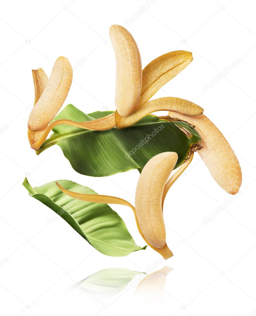 Fresh ripe baby bananas with leaves falling in the air isolated on white background. Food levitation concept. High resolution image