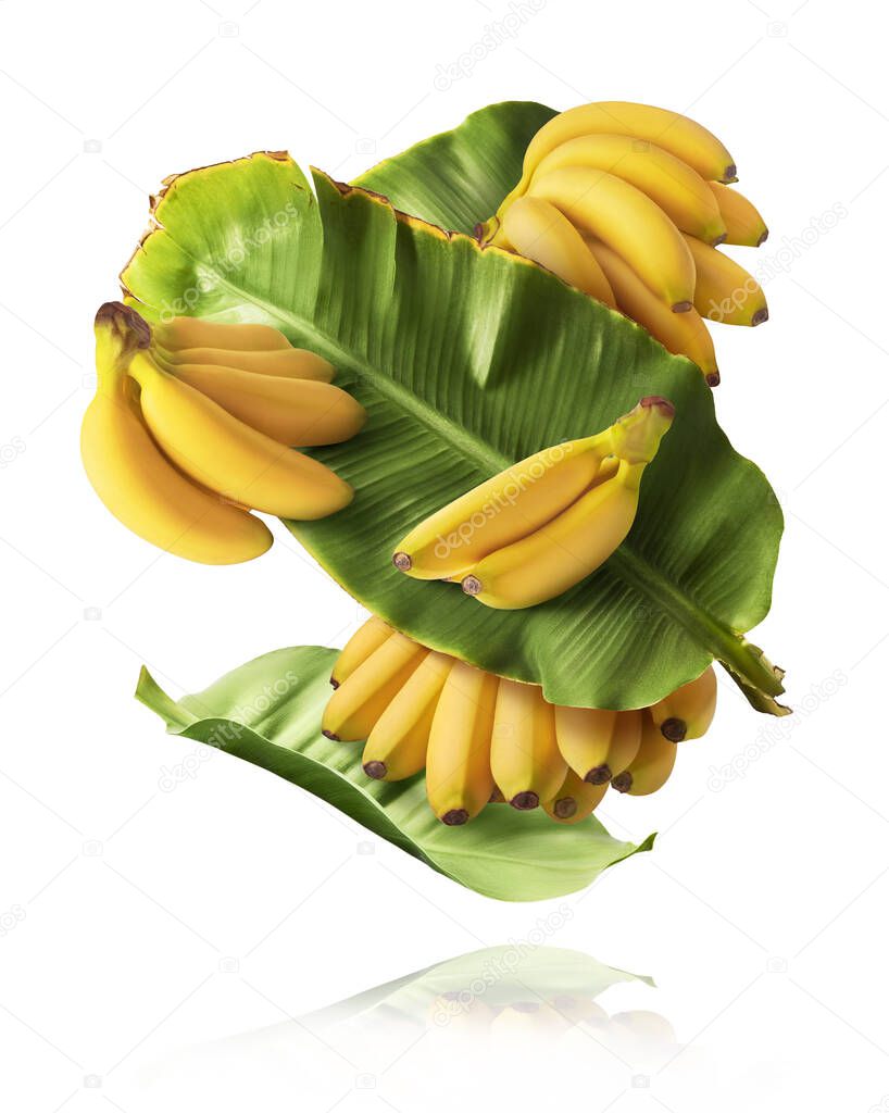 Fresh ripe baby bananas with leaves falling in the air isolated on white background. Food levitation concept. High resolution image