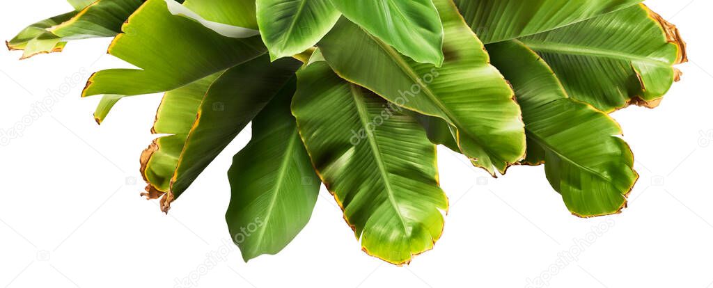 Fresh green bananas leaves isolated on white background