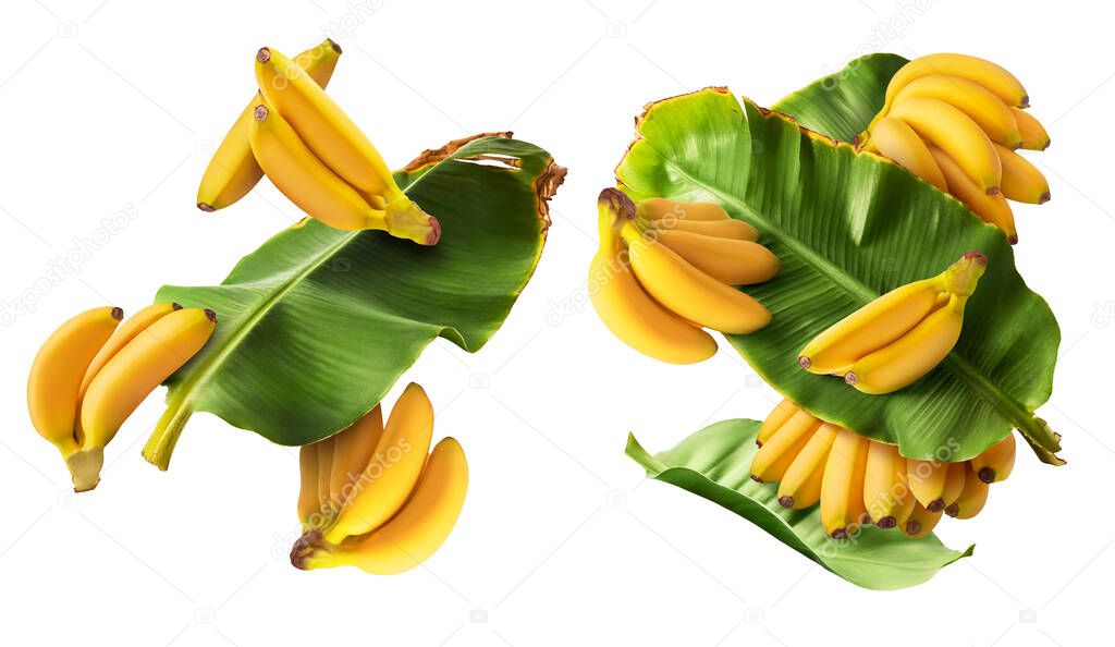 A set with Fresh ripe baby bananas with leaves falling in the air isolated on white background. Food levitation concept. High resolution image