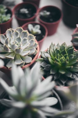 Tahtanın üzerindeki serada sulu bir görüntü.