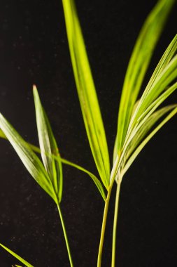 Koyu arkaplanda bahar palmiyesinin güzel bir görüntüsü