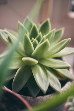 Tahtanın üzerindeki serada sulu bir görüntü.