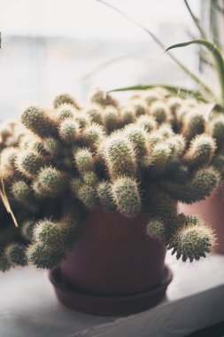 Tahtanın üzerindeki seradaki sulu kaktüsün görüntüsü.