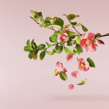 Pastel pembe arka planda havada uçuşan pembe çiçeklerin güzel bir görüntüsü. Yükselme gebeliği. Hugh çözünürlük