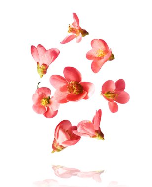 Beyaz arka planda havada uçuşan pembe çiçeklerin güzel bir görüntüsü. Yükselme gebeliği. Hugh çözünürlük