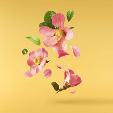 Sarı arka planda havada uçuşan pembe çiçeklerin güzel bir görüntüsü. Yükselme gebeliği. Hugh çözünürlük