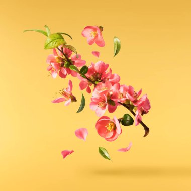 Sarı arka planda havada uçuşan pembe çiçeklerin güzel bir görüntüsü. Yükselme gebeliği. Hugh çözünürlük