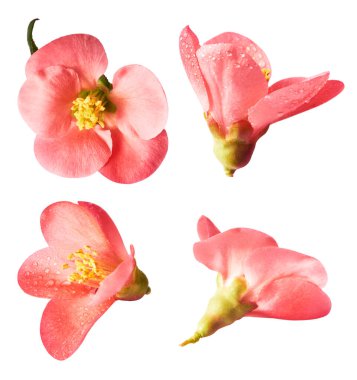 Beyaz arka planda izole edilmiş güzel bahar pembe çiçekleri ile set.