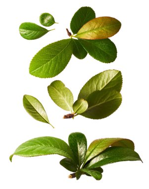 Beyaz arka planda izole edilmiş güzel bahar pembe çiçekleri ile set.