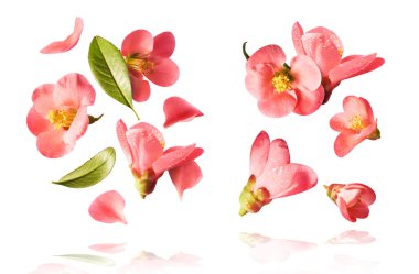Beyaz arka planda izole edilmiş güzel bahar pembe çiçekleri havada uçuşuyor. Yükselme gebeliği. Yüksek çözünürlük
