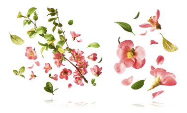 Beyaz arka planda izole edilmiş güzel bahar pembe çiçekleri havada uçuşuyor. Yükselme gebeliği. Yüksek çözünürlük