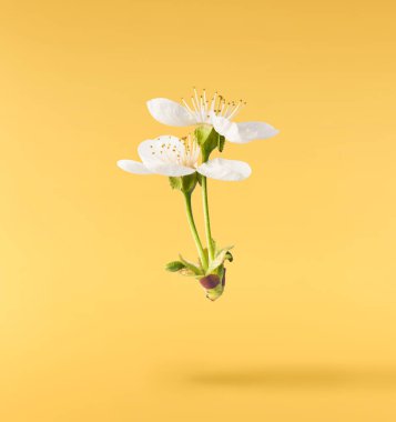 Pastel sarı arka planda havada uçuşan beyaz kiraz çiçeklerinin güzel bir görüntüsü. Yükselme gebeliği. Hugh çözünürlük