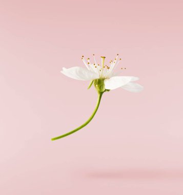 Pastel pembe arka planda havada uçuşan beyaz kiraz çiçeklerinin güzel bir görüntüsü. Yükselme gebeliği. Hugh çözünürlük