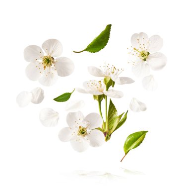 Beyaz arka planda havada uçuşan beyaz kiraz çiçeklerinin güzel bir görüntüsü. Yükselme gebeliği. Hugh çözünürlük