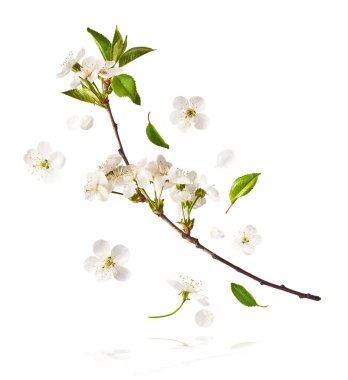 Beyaz arka planda havada uçuşan beyaz kiraz çiçeklerinin güzel bir görüntüsü. Yükselme gebeliği. Hugh çözünürlük