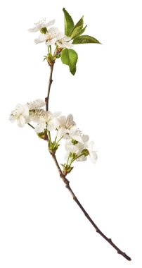 Beyaz arka planda izole edilmiş güzel kiraz çiçekleri.