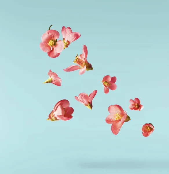 一幅美丽的画面 粉红的花朵在粉红的背景上飘扬在空中 升空的概念休分辨率图像 — 图库照片