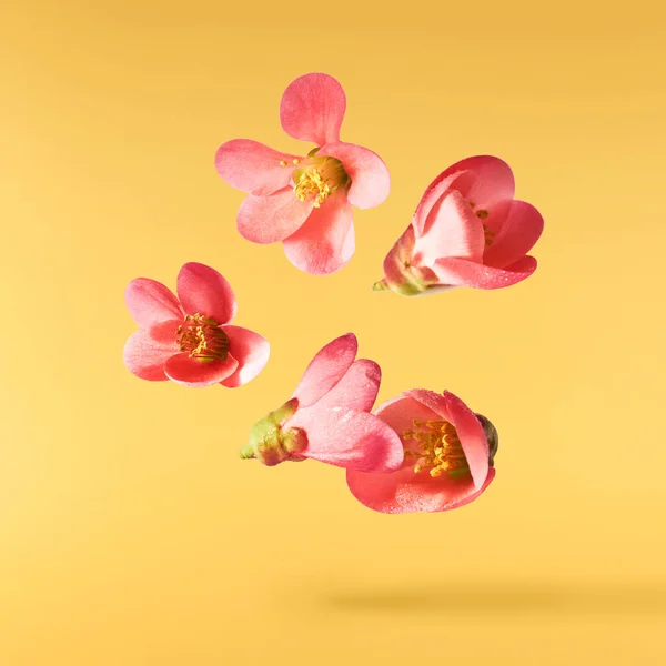 一个美丽的画面 粉色的花朵在黄色的背景上飘扬在空中 升空的概念休分辨率图像 — 图库照片