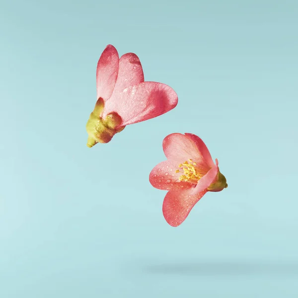 一个美丽的图片 粉色的花朵在蓝绿色背景的空气中飘扬 升空的概念休分辨率图像 — 图库照片