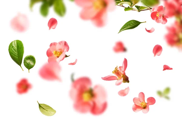 一个美丽的画面 粉色的花朵在白色的背景上飘扬在空中 升空的概念休分辨率图像 — 图库照片