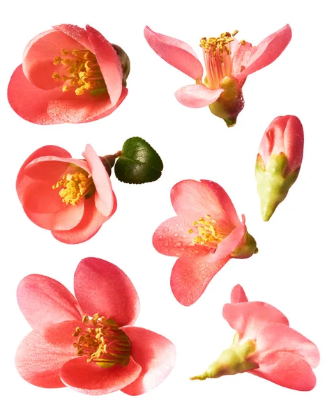 Set Con Hermosas Flores Rosadas Primavera Aisladas Sobre Fondo Blanco — Foto de Stock