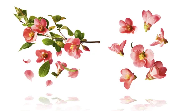 Conjunto Con Hermosas Flores Color Rosa Primavera Volando Aire Aislado — Foto de Stock