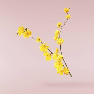 Pastel pembe arka planda havada uçuşan sarı karahindiba çiçeklerinin güzel bir görüntüsü. Yükselme gebeliği. Hugh çözünürlük