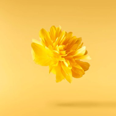 Sarı arka planda havada uçuşan sarı karahindiba çiçeklerinin güzel bir görüntüsü. Yükselme gebeliği. Hugh çözünürlük