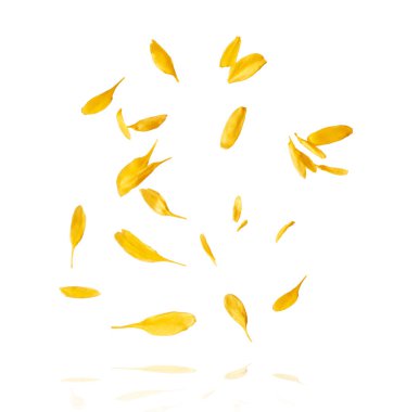 Beyaz arka planda havada uçuşan sarı karahindiba çiçeklerinin güzel bir görüntüsü. Yükselme gebeliği. Hugh çözünürlük