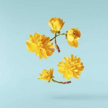 Pastel turkuaz arka planda havada uçuşan sarı karahindiba çiçeklerinin güzel bir görüntüsü. Yükselme gebeliği. Hugh çözünürlük