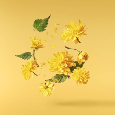 Sarı arka planda havada uçuşan sarı karahindiba çiçeklerinin güzel bir görüntüsü. Yükselme gebeliği. Hugh çözünürlük