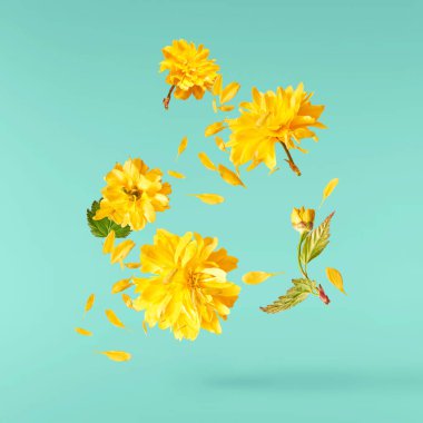 Pastel turkuaz arka planda havada uçuşan sarı karahindiba çiçeklerinin güzel bir görüntüsü. Yükselme gebeliği. Hugh çözünürlük