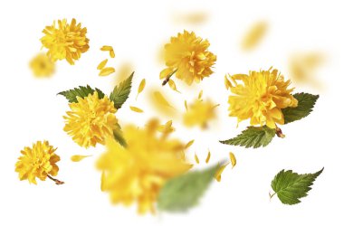 Beyaz arka planda havada uçuşan sarı karahindiba çiçeklerinin güzel bir görüntüsü. Yükselme gebeliği. Hugh çözünürlük