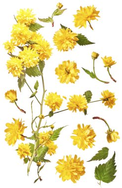 Güzel bahar sarısı karahindiba çiçekleri beyaz arka planda izole edilmiş