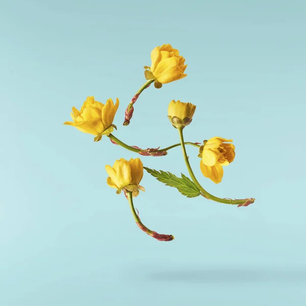 Una Hermosa Imagen Flores Diente León Amarillo Que Vuelan Aire — Foto de Stock