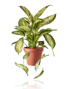 Güzel yeşil Aglaonema yaprakları beyaz arka planda izole bir şekilde havada düşüyor.