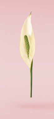 Güzel yeşil spathifyllum yaprakları pnk arka planında izole bir şekilde havaya düşüyor.