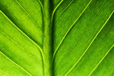 güzel taze yeşil spathifyllum makro yakın plan görüntü bırakır