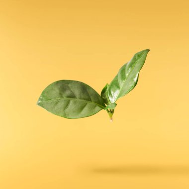Güzel yeşil kahve yaprakları sarı arka planda izole bir şekilde havaya düşüyor.