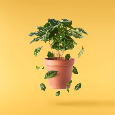 Havaya düşen çaydanlıktaki taze yeşil kahve bitkisi sarı arka planda izole edilmiş.