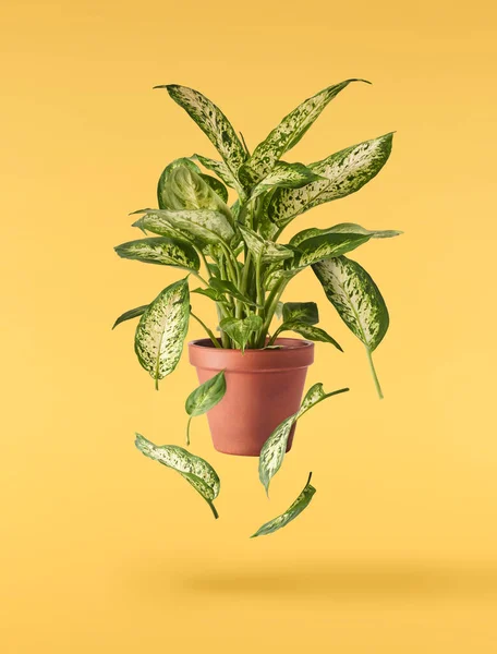 Beautiful Fresh Green Aglaonema Leaves Falling Air Isolated Yellow Background — Stock Photo, Image