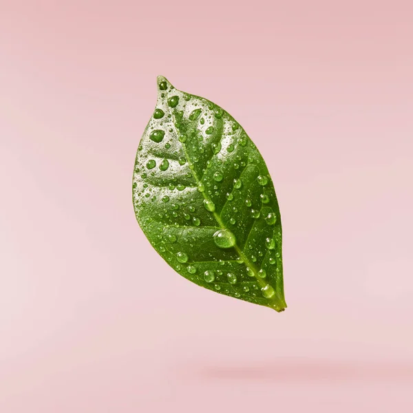 beautiful fresh green coffee leaves falling in the air isolated on pink background