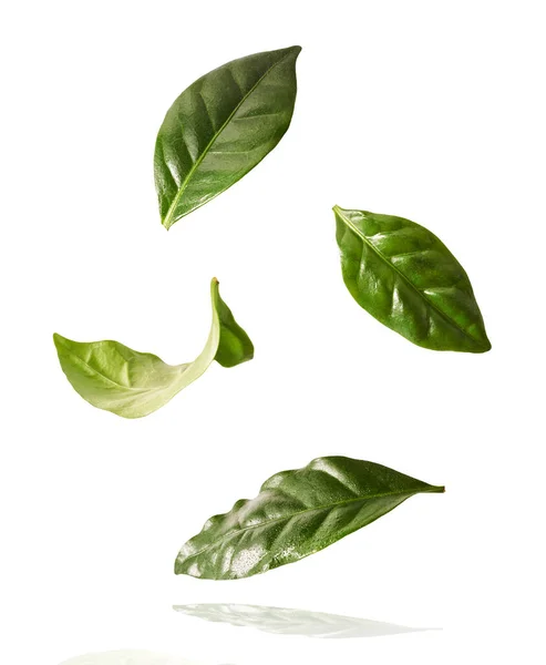 Beautiful Fresh Green Coffee Leaves Falling Air Isolated White Background — Stock Photo, Image