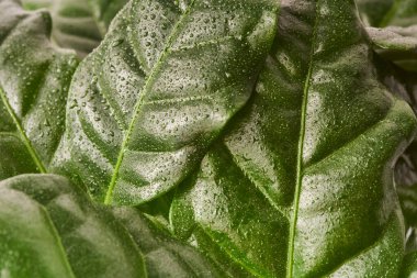 güzel yeşil kahve yaprakları makroyu kapatır