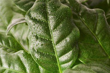 güzel yeşil kahve yaprakları makroyu kapatır