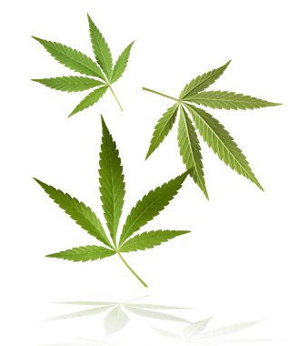 Marihuana kenevir yaprağı tarlasında kenevir yaprağı sativa yaprağı ot tıbbi kenevir haşhaş esrar tarlası yasal veya yasadışı uyuşturucu bırakırlar