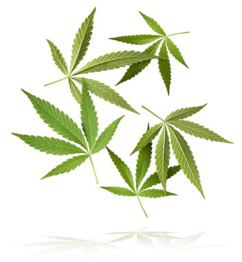 Marihuana kenevir yaprağı tarlasında kenevir yaprağı sativa yaprağı ot tıbbi kenevir haşhaş esrar tarlası yasal veya yasadışı uyuşturucu bırakırlar